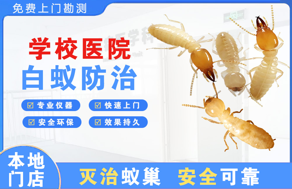 常德学校医院白蚁防治